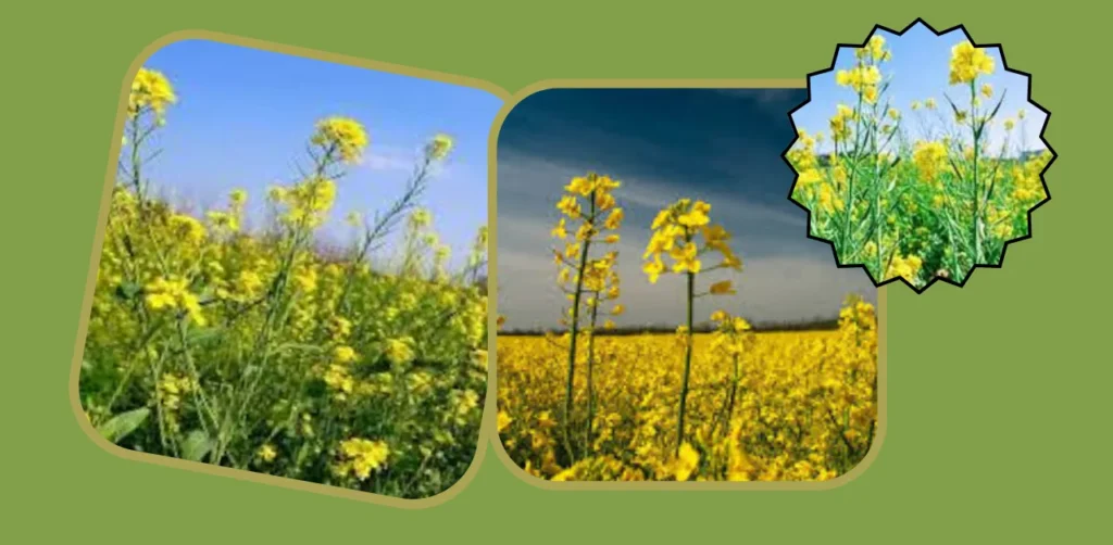 PM Fasal Bima Yojana